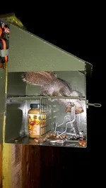 squirrel in birdbox.webp