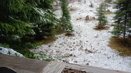 CAPERCALLIE SINGING UNDER A FIR.webp