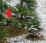 DITTO IN DETAIL.webp