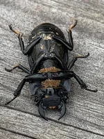 beetle up.webp