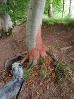 IMG_20250622_141227.webp