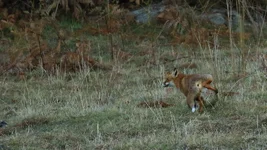 dunk my biscuit fox 1.webp