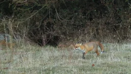 dunk my biscuit fox 2.webp
