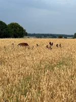 IMG_8252.jpeg IMG_8252.jpeg