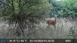 Fallow doe 1.webp