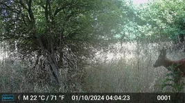 Roe buck - nice antlers.webp
