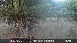 Muntjac buck.webp