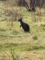 IMG_9243.jpeg