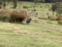 IMG_9234.jpeg