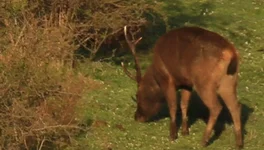 stag shot risk 3.webp stag shot risk 3.webp