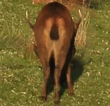 stag shot risk 2.webp stag shot risk 2.webp