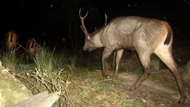 wallow stag text.webp