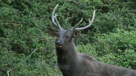 schitt nong pic.webp