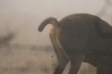 fence hind **** 385A0108.webp