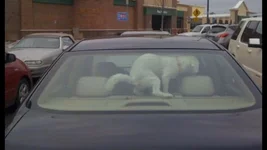 fluffy car ****.webp