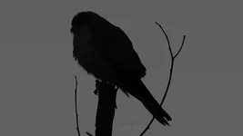 kestrel perched.webp