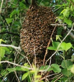 swarm 1 Screenshot 2025-10-28 080943.webp