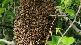 swarm 2 Screenshot 2025-10-28 080748.webp