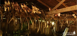 shed heads griff.webp shed heads griff.webp