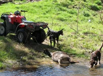 down creek drag dogs.webp
