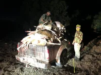 fallow does x 42 on a nissan.jpg