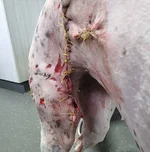 bella re stitched.webp