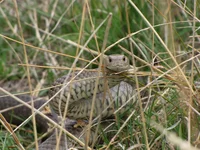 eastern brown snake text.webp