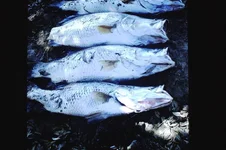 Shark attack barra.webp