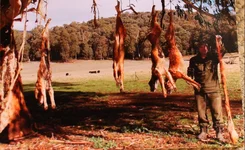 seven dogs (1).webp seven dogs (1).webp