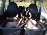 deer-in-truck001.webp