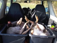 deer-in-truck.webp