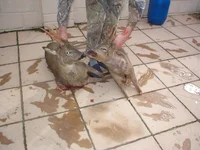 buck season 001.webp