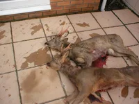 buck season 003.webp
