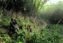 Foxgloves & Rifle.webp