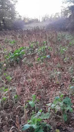 IMG-20251129-WA0024[1].jpeg