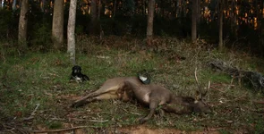 kjv stag (1).webp