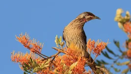 wattle bird.webp