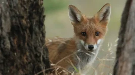 fox text sd Screenshot 2026-01-17 085256.webp