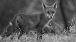 fox full pard day  Screenshot 2026-01-17 085213.webp