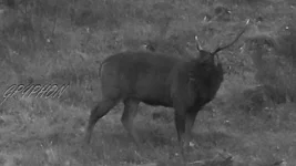 fat stag pard Screenshot 2026-01-17 090421.webp
