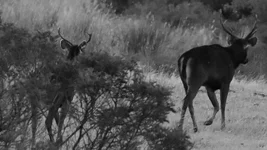 stags pard two Screenshot 2026-01-17 090731.webp