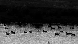 woodies pard Screenshot 2026-01-17 091213.webp