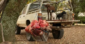 guts 104 lbs.webp