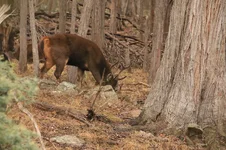 loch flehmen 0 385A6184.webp