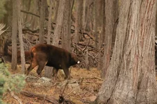 loch flehmen 1 385A6186.webp