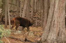 loch flehmen 3 385A6187.webp