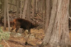 loch flehmen 2 385A6188.webp