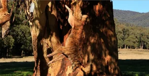 brindle dog camo.webp