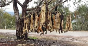 aussie dog tree.webp