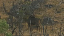 stag 1 Screenshot 2026-01-30 093920.webp